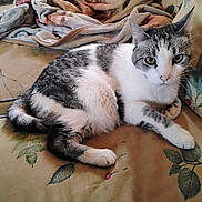 Ikaika Kolohe joined the competition — help win amazing prizes! animal, blanket, cat, couch, cozy, cute, domestic_animal, feline, floral_pattern, fur, gray_and_white_cat, green_eyes, home, indoor, living_room, pet, relaxed, resting, sofa, whiskers