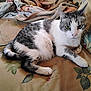 animal, blanket, cat, couch, cozy, cute, domestic_animal, feline, floral_pattern, fur, gray_and_white_cat, green_eyes, home, indoor, living_room, pet, relaxed, resting, sofa, whiskers