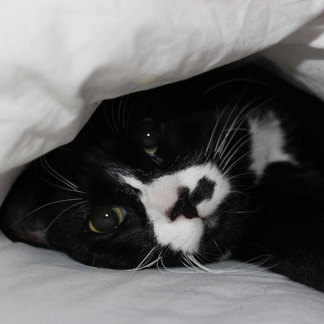 Gribouille a rejoint le concours — aidez-le/la à gagner de superbes lots !