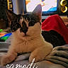 Orphie a rejoint le concours — aidez-le/la à gagner de superbes lots ! cat, tuxedo_cat, pet, animal, portrait, sitting, blanket, bed, indoors, living_room, television, speakers, cozy, black_and_white, wide_eyes, whiskers, ears, front_paws, home, text_overlay