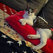 Orphie a rejoint le concours — aidez-le/la à gagner de superbes lots ! cat, tabby, white_cat, pet, animal, feline, lounging, lying_down, relaxed, portrait, face, ears, paws, tail, red_cushion, blanket, stars, couch, indoor, cozy
