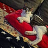 cat, tabby, white_cat, pet, animal, feline, lounging, lying_down, relaxed, portrait, face, ears, paws, tail, red_cushion, blanket, stars, couch, indoor, cozy