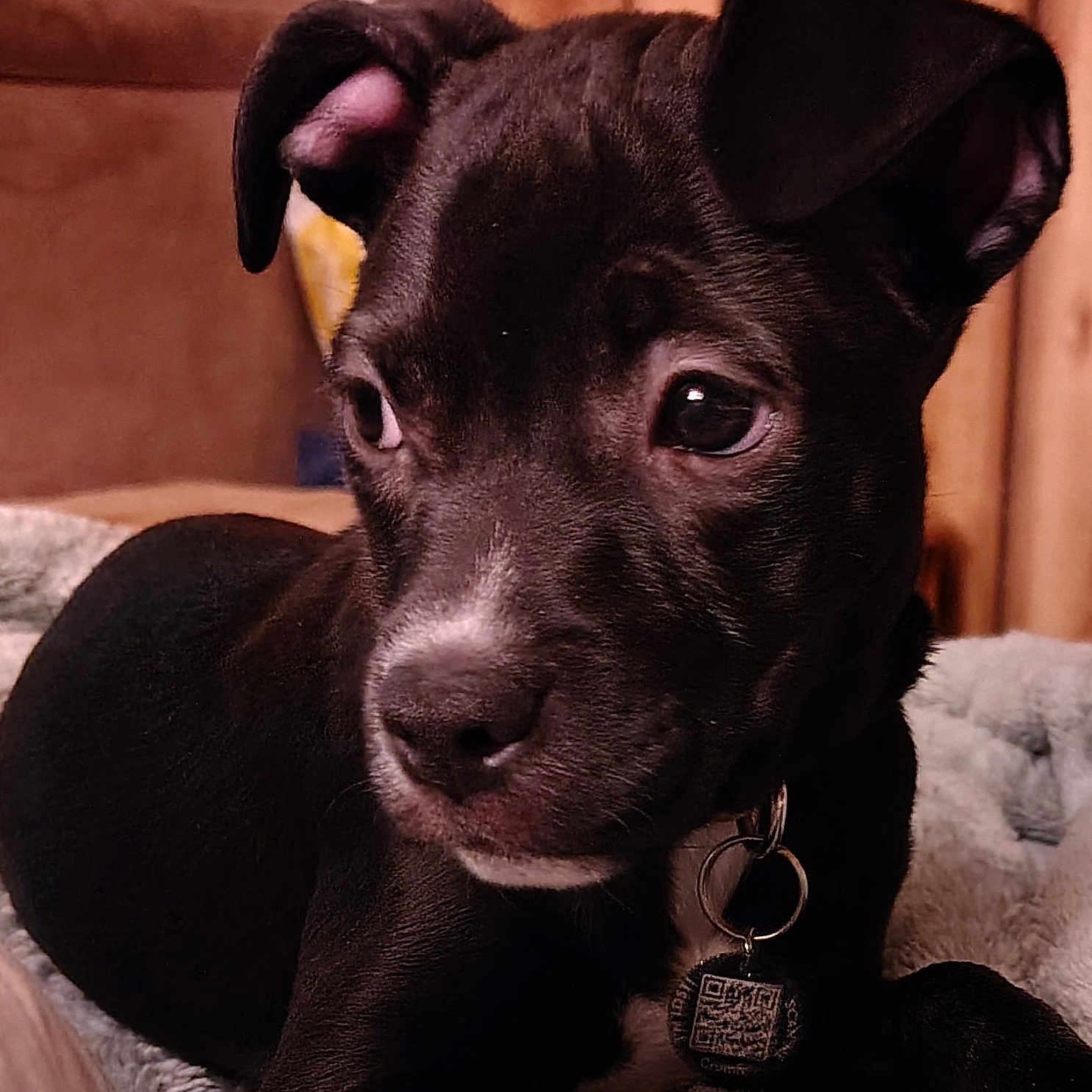 Rylie Jade is registered to the contest to win money with this photo: animal, black_dog, blanket, close_up, collar, cute, dog, domestic_animal, ears, fur, indoors, nose, pet, portrait, puppy, resting, soft_texture, tag, wooden_background, young_dog