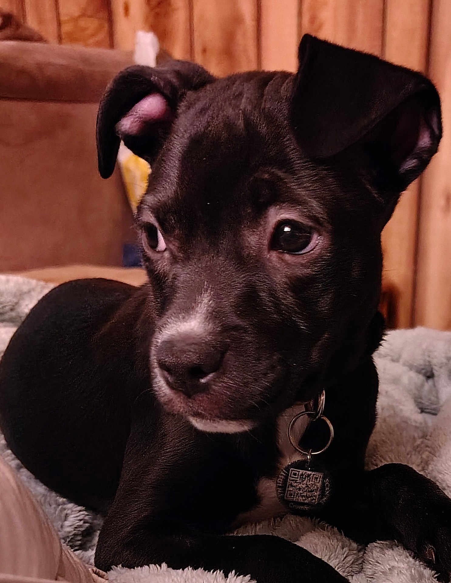 Rylie Jade is registered to the contest to win money with this photo: puppy, dog, black_dog, pet, collar, tag, blanket, indoors, close_up, cute, young_dog, animal, fur, ears, nose, resting, wooden_background, soft_texture, portrait, domestic_animal