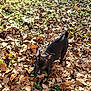 dog, puppy, black_dog, autumn, leaves, outdoor, nature, grass, playful, young_dog, canine, fall, sunlight, leaf, animal, pet, exploring, cute, small_dog, curious
