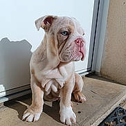 Winston a rejoint le concours — aidez-le/la à gagner de superbes lots ! bulldog, puppy, dog, pet, animal, outdoor, door, concrete, sunlight, shadow, blue_eyes, pink_nose, wrinkles, sitting, side_view, young, cute, domestic_animal, front_paws, calm