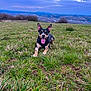 dog, grass, field, outdoor, pet, canine, happy, tongue_out, ears_up, nature, scenery, sky, clouds, landscape, distant_town, hills, greenery, animal, daytime, playful