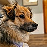 Trout is registered to the contest to win money with this photo: animal, background_blur, brown_fur, calm, canine, close_up, companion, cute, dog, domestic, ears, face, fluffy, focused, fur, indoor, pet, portrait, watchful, whiskers