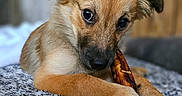 Trout joined the competition — help win amazing prizes! adorable, animal, bed, brown, canine, chewing, closeup, cozy, cute, dog, fluffy, fur, indoors, pet, portrait, puppy, resting, soft, stick, young
