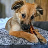 adorable, animal, bed, brown, canine, chewing, closeup, cozy, cute, dog, fluffy, fur, indoors, pet, portrait, puppy, resting, soft, stick, young