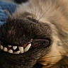 Trout is registered to the contest to win money with this photo: animal, blue_background, canine, close_up, cozy, dog, fur, indoor, macro, mouth, nose, pet, relaxed, resting, sleeping, snout, soft, teeth, texture, whiskers