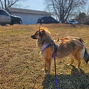 Trout joined the competition — help win amazing prizes! alert, animal, brown_fur, canine, daytime, dog, grass, harness, leash, nature, outdoor, parked_car, pet, shadow, side_view, standing, suburban, sunlight, tree, vehicle