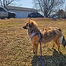alert, animal, brown_fur, canine, daytime, dog, grass, harness, leash, nature, outdoor, parked_car, pet, shadow, side_view, standing, suburban, sunlight, tree, vehicle