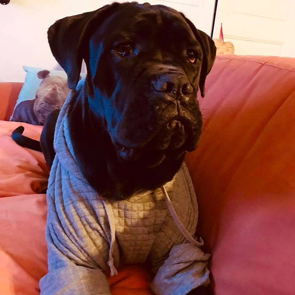 Opi participe au concours pour gagner de l'argent avec cette photo : bandog, boerboel, bullmastiff, cane_corso, canidae, carnivore, companion_dog, dog, dog_breed, english_mastiff, guard_dog, korean_mastiff, mammal, molosser, rare_breed_dog, skin, snout, sporting_group, vertebrate, wrinkle