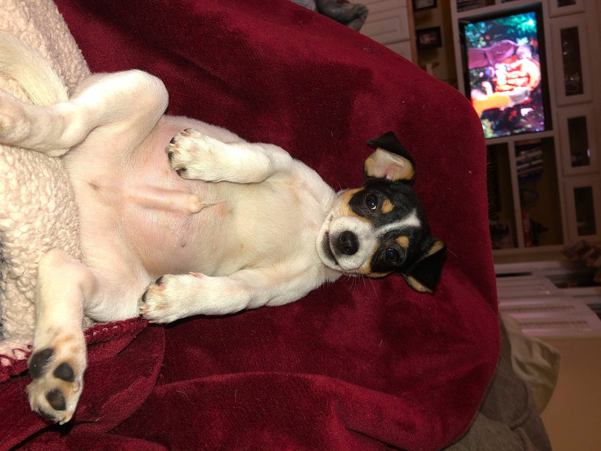 Henry joined the competition — help win amazing prizes! bedding, cable_television, canidae, carnivore, comfort, companion_dog, couch, dog, dog_breed, dog_supply, fawn, fur, linens, paw, picture_frame, snout, sporting_group, tail, television, working_animal