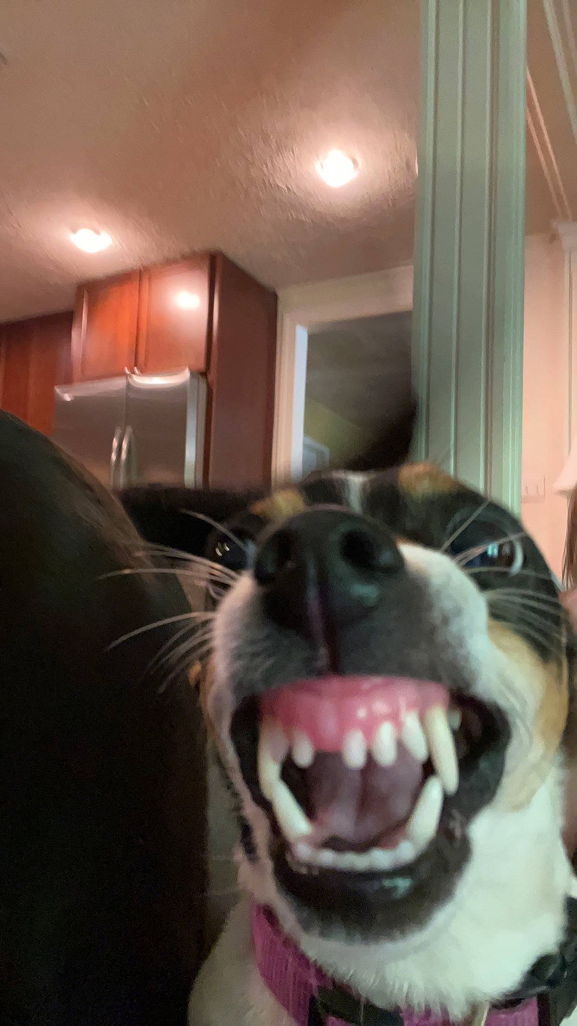 Henry joined the competition — help win amazing prizes! canidae, carnivore, collar, companion_dog, dog, dog_breed, ear, fang, fawn, fur, non_sporting_group, siberian_husky, smile, snout, sporting_group, tongue, whiskers, working_animal, working_dog, yawn