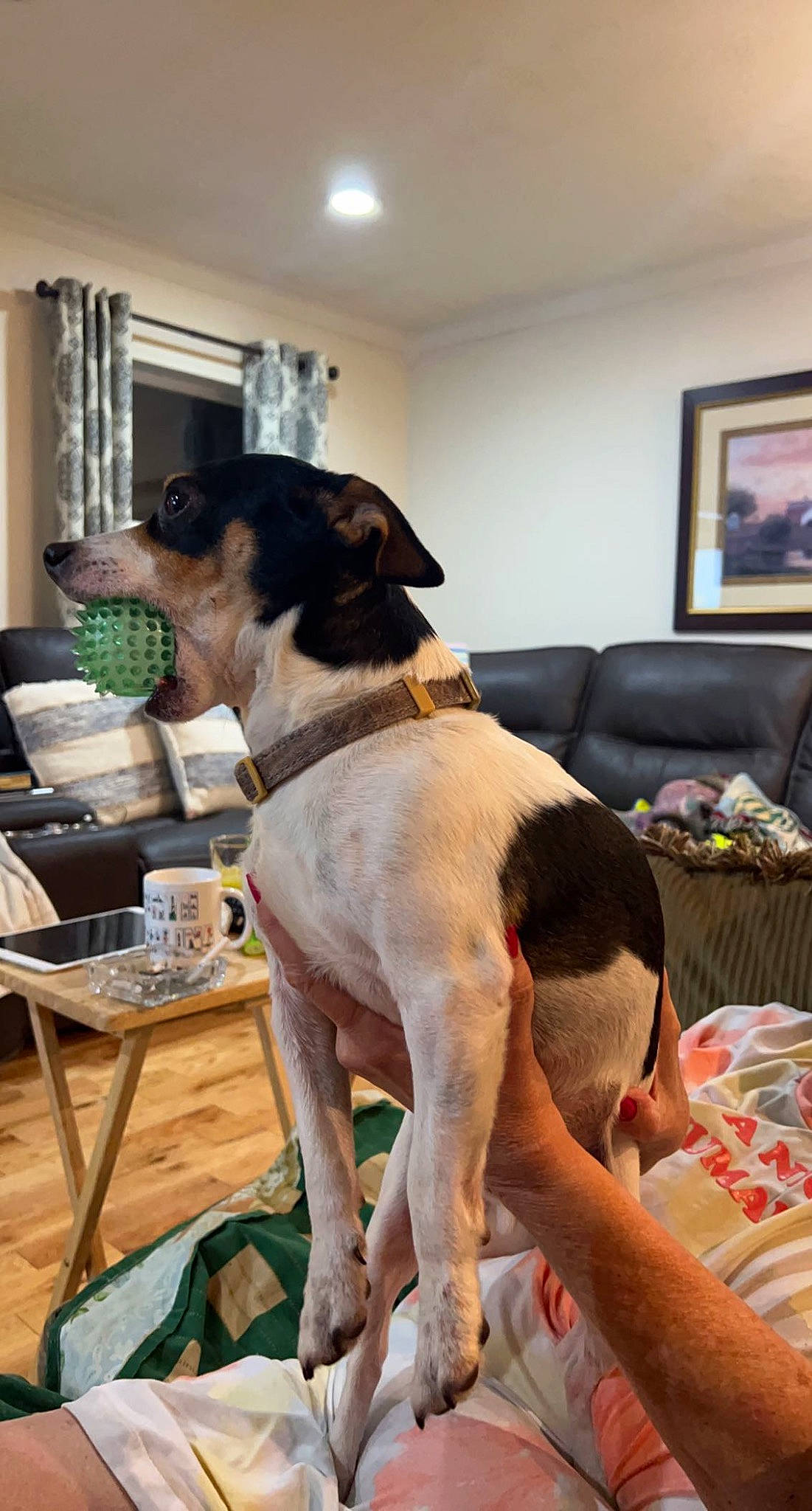 Henry joined the competition — help win amazing prizes! canidae, carnivore, chair, collar, comfort, companion_dog, couch, dog, dog_breed, event, fawn, flooring, furniture, liver, picture_frame, room, snout, sporting_group, window, working_animal