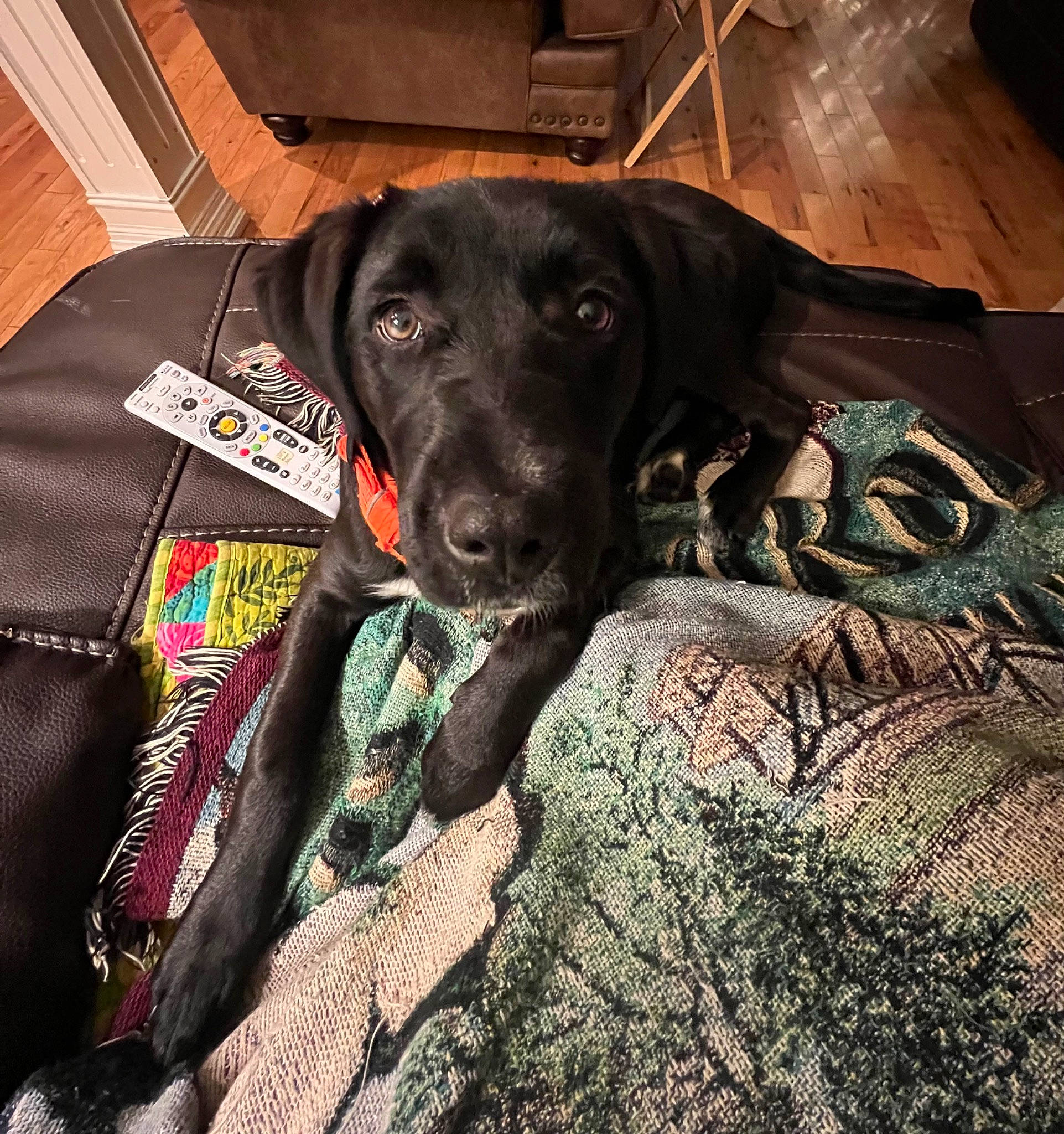 Hazel joined the competition — help win amazing prizes! borador, carnivore, collar, comfort, companion_dog, dog, dog_breed, dog_collar, dog_supply, fur, guard_dog, gun_dog, liver, pet_supply, pointing_breed, retriever, snout, sporting_group, whiskers, working_animal