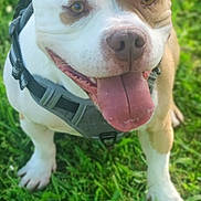 Byron participe au concours pour gagner de l'argent avec cette photo : animal, ball, boxer, bulldog, canine, dog, football, frenchbulldog, grass, hound, lawn, pet, pitbull, plant, puppy, soccer, soccerball, sport, tennis, tennisball