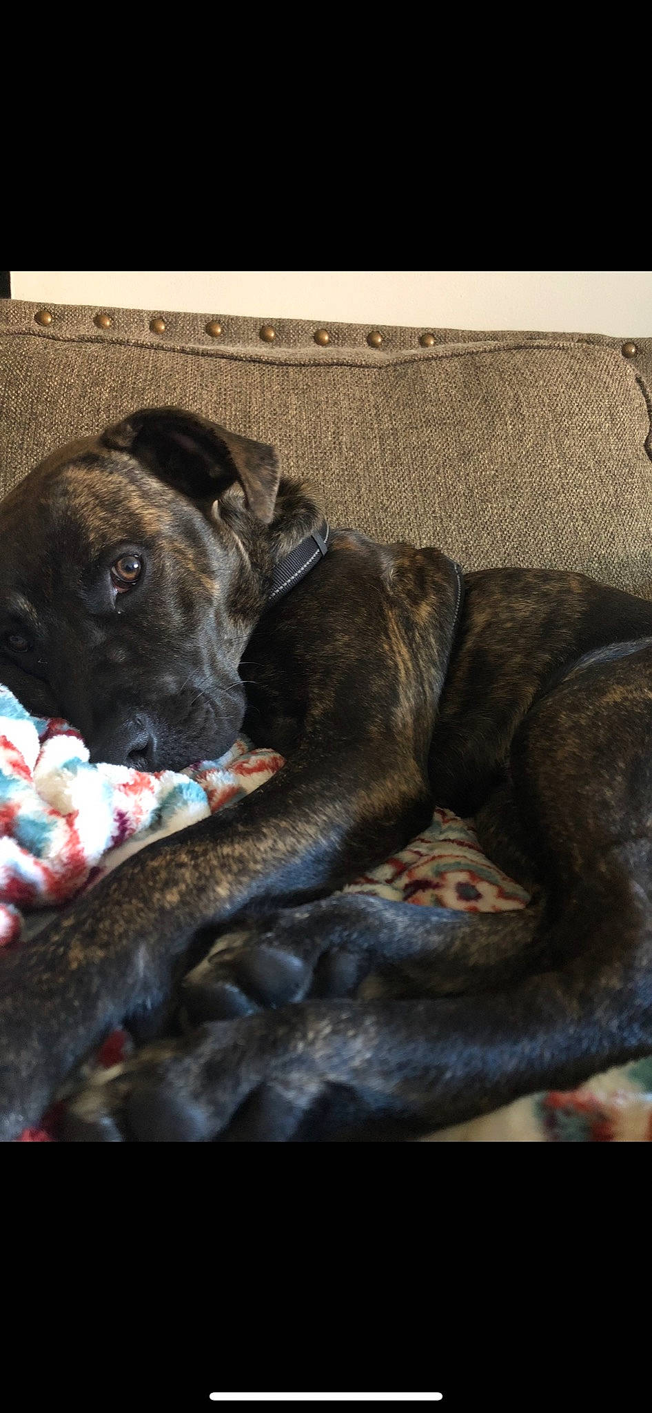 Cain joined the competition — help win amazing prizes! canidae, carnivore, comfort, companion_dog, dog, dog_breed, dog_supply, fawn, fur, grey, guard_dog, linens, nap, non_sporting_group, pet_supply, rectangle, sporting_group, terrestrial_animal, working_animal, working_dog