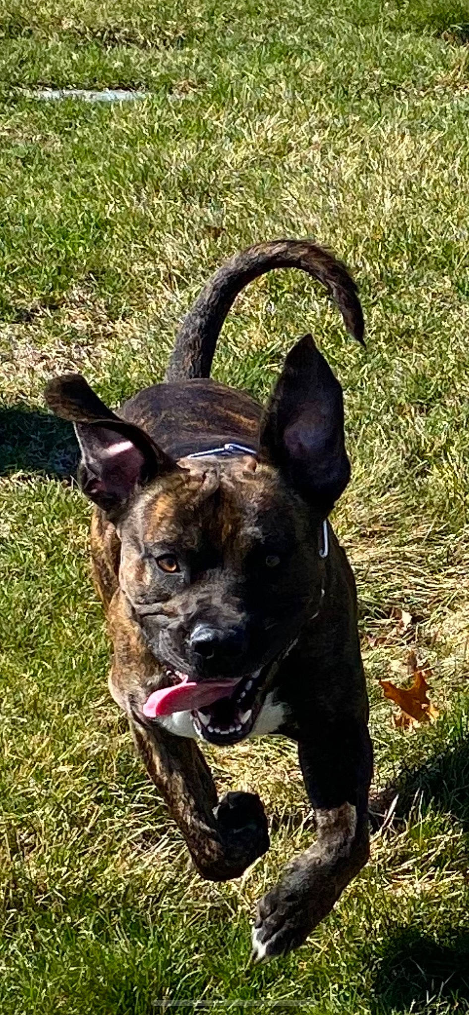 Cain joined the competition — help win amazing prizes! canidae, carnivore, collar, companion_dog, dog, dog_breed, dog_collar, fawn, grass, grassland, guard_dog, herding_dog, liver, molosser, non_sporting_group, plant, terrestrial_animal, whiskers, working_animal, working_dog