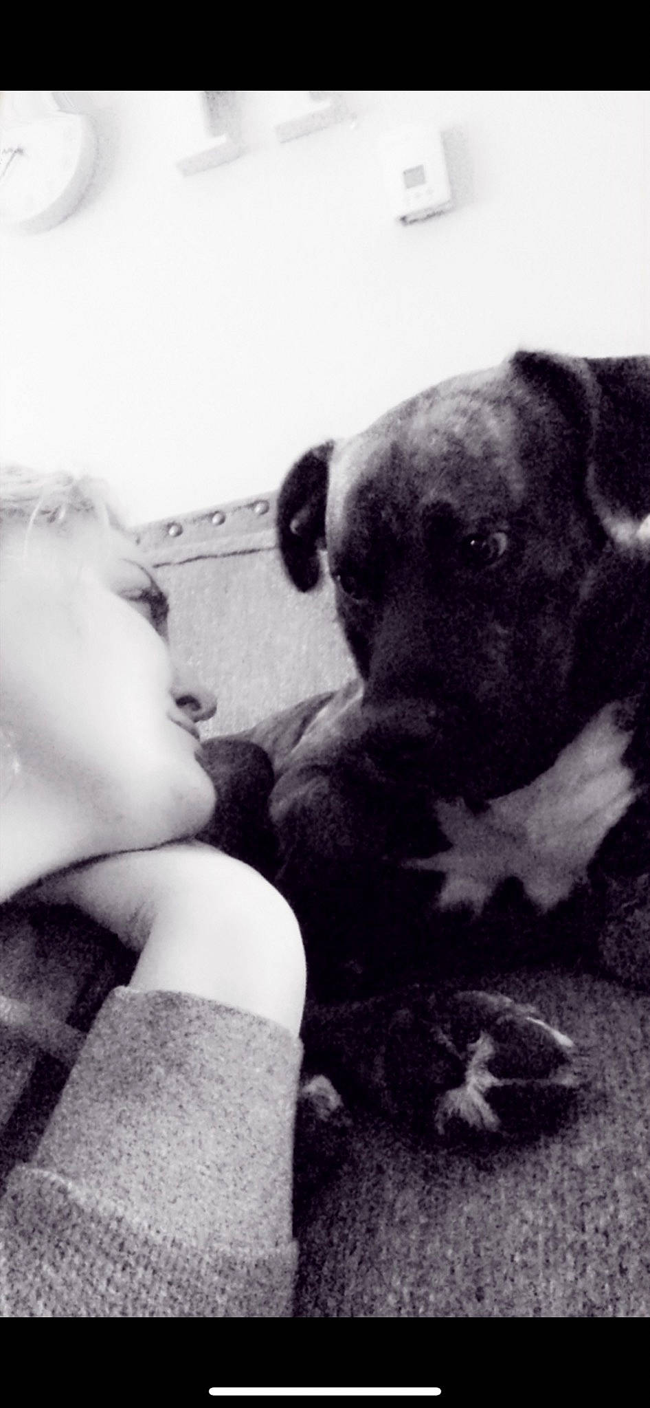 Cain is registered to the contest to win money with this photo: canidae, carnivore, comfort, companion_dog, dog, dog_breed, eye, fawn, fur, gesture, grass, happy, monochrome, monochrome_photography, puppy_love, sporting_group, style, terrestrial_animal, whiskers, working_animal