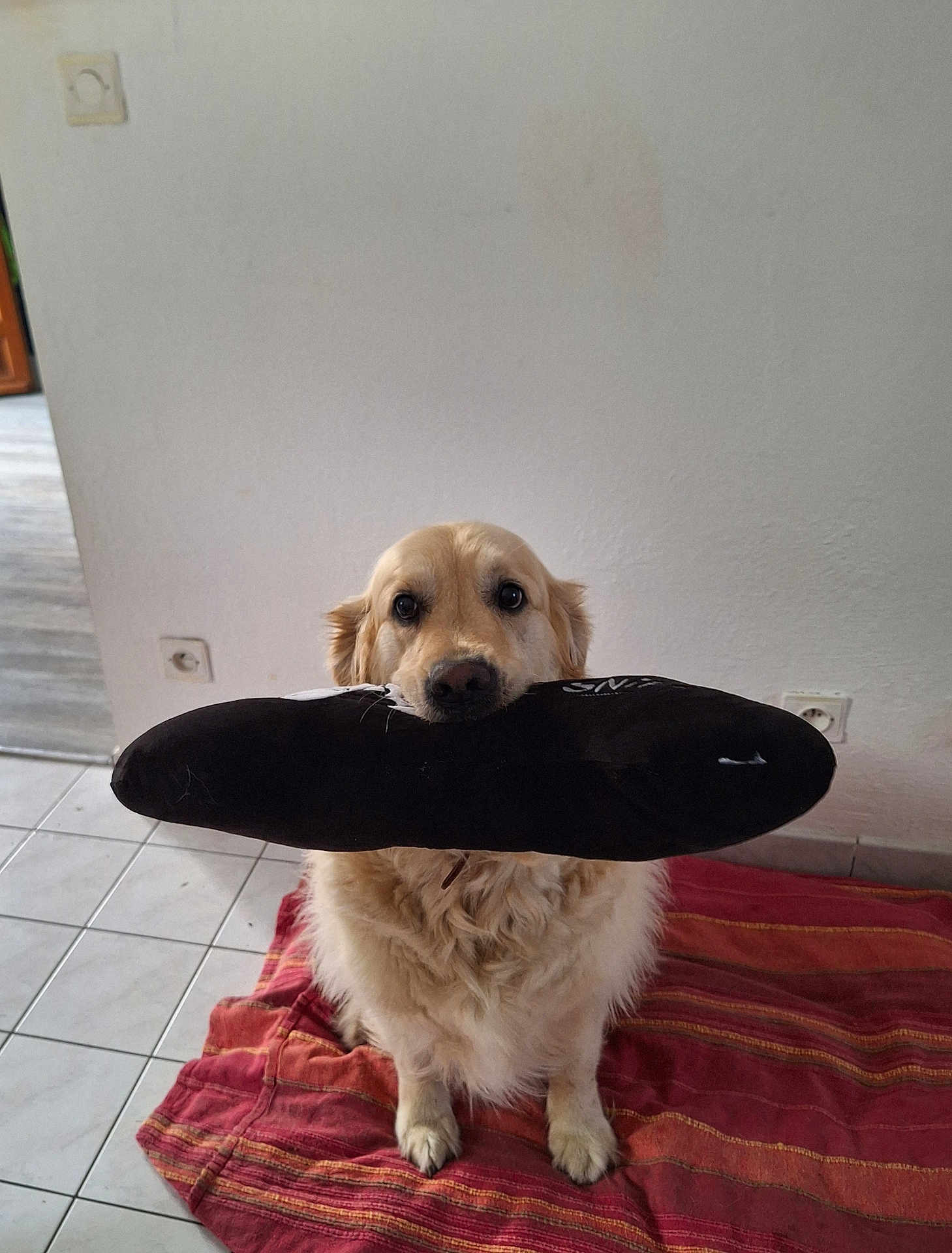 Miela a rejoint le concours — aidez-le/la à gagner de superbes lots ! dog, golden_retriever, indoor, pet, toy, plush_toy, blanket, floor_tiles, wall, socket, cute, sitting, fur, animal, companion, domestic_animal, looking_up, playful, obedient, canine
