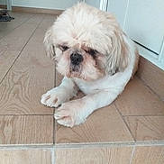 Ponfé a rejoint le concours — aidez-le/la à gagner de superbes lots ! animal, companion, cute, dog, domestic, ears, floor, fur, home, indoor, lying_down, paw, pet, relaxed, sleepy, small_dog, snout, step, tile_floor, white_dog