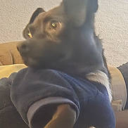 Wiggly joined the competition — help win amazing prizes! animal, blur, brown_fur, canine, carpet, clothing, companion, cozy, dog, domestic_animal, furniture, household, indoor, lying_down, paw, pet, relaxing, side_view, soft_focus, sweater