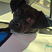 Wiggly is registered to the contest to win money with this photo: dog, car, pet, black_dog, brown_eyes, curious, sunlight, vehicle_interior, seat, restraint, mesh_barrier, close_up, animal, domestic_animal, canine, head, ears, snout, daylight, window