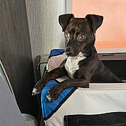 Wiggly is registered to the contest to win money with this photo: dog, pet_carrier, indoor, black_dog, white_chest, curious, looking_away, animal, ears_up, furniture, mesh_window, zipper, paw, snout, canine, close_up, side_view, expression, domestic_pet, resting