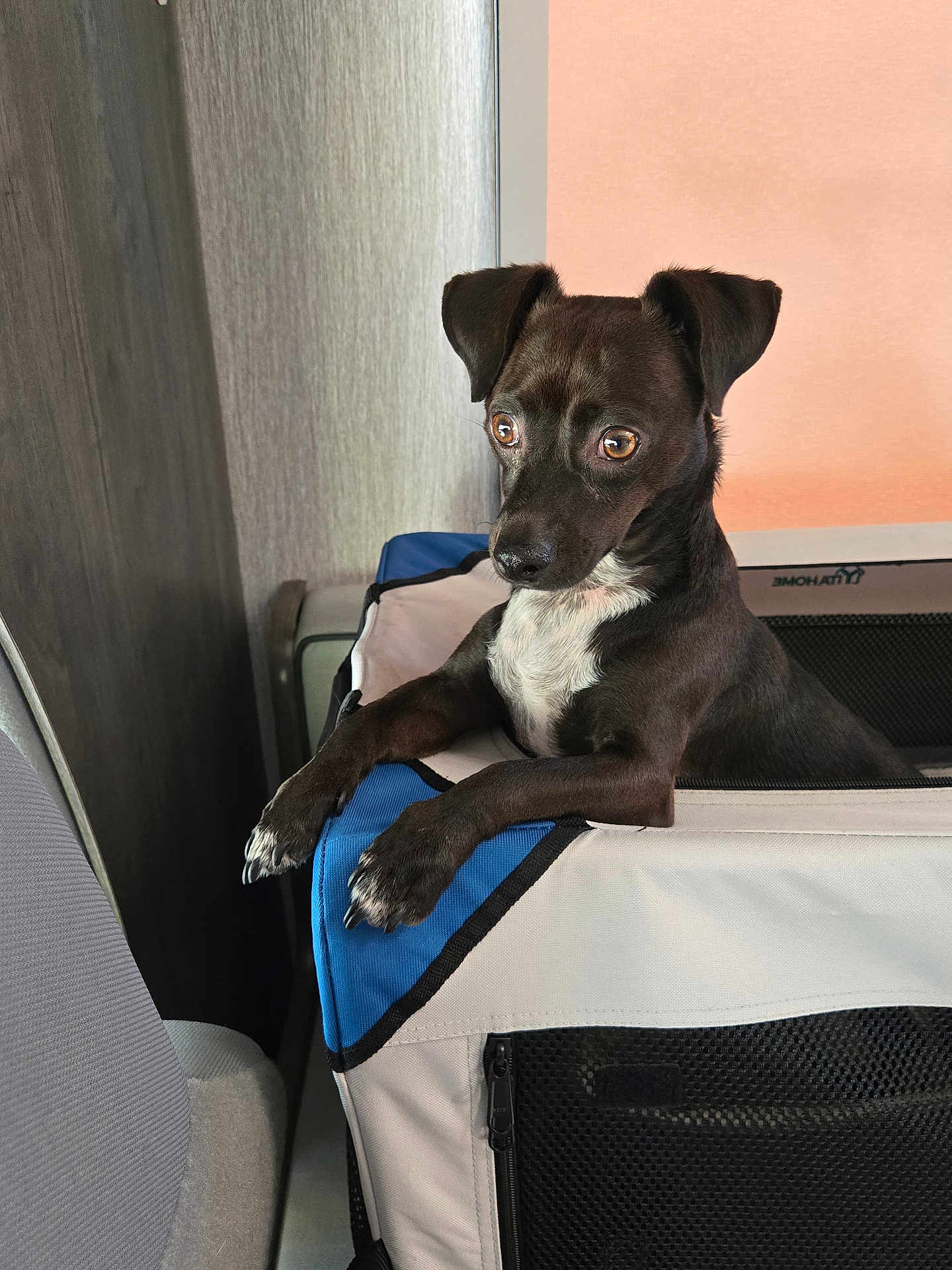 Wiggly is registered to the contest to win money with this photo: dog, pet_carrier, indoor, black_dog, white_chest, curious, looking_away, animal, ears_up, furniture, mesh_window, zipper, paw, snout, canine, close_up, side_view, expression, domestic_pet, resting
