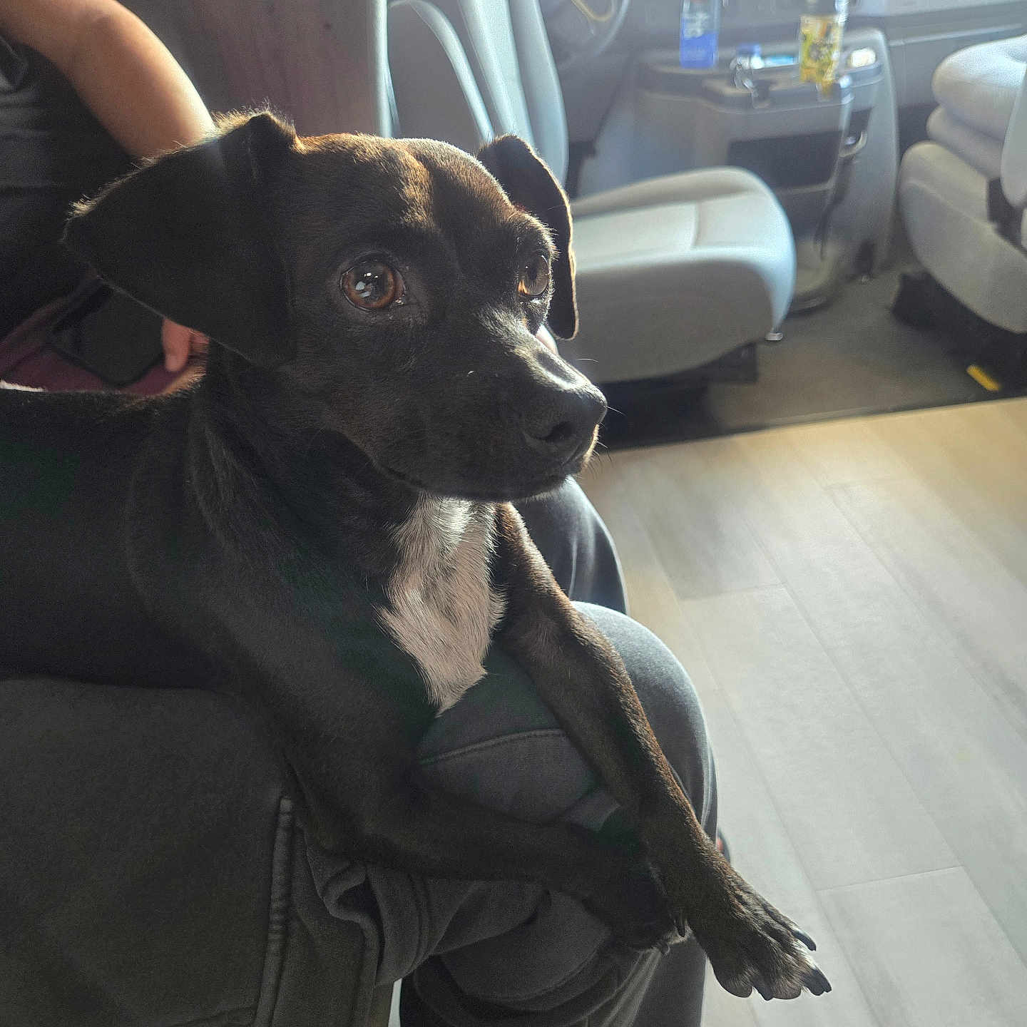 Wiggly joined the competition — help win amazing prizes! alert, animal, black_dog, bottle, car_seat, casual, comfort, companion, curious, dog, floor, indoors, lap, light, paw, person, pet, seated, vehicle_interior, white_patch