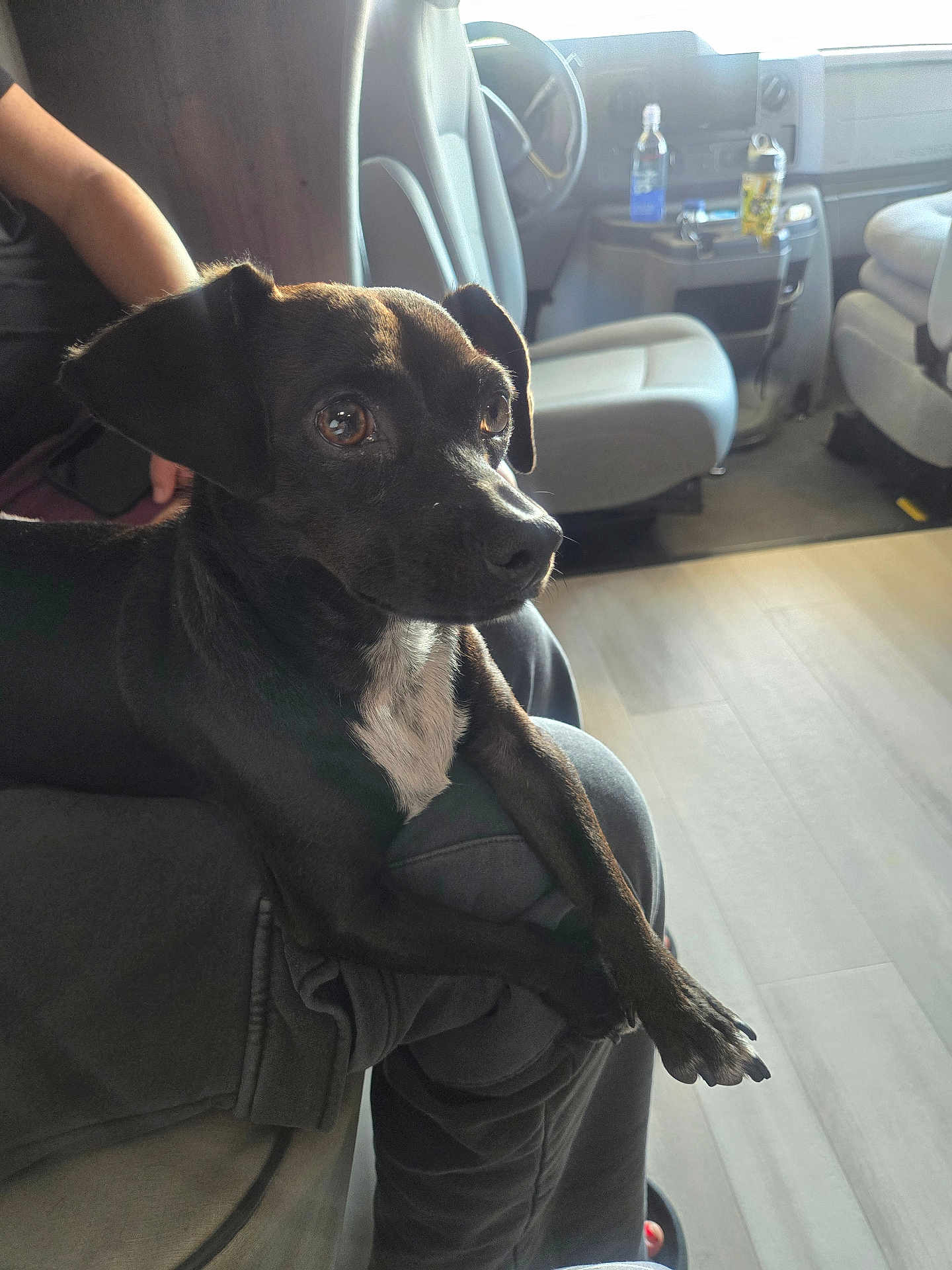Wiggly joined the competition — help win amazing prizes! alert, animal, black_dog, bottle, car_seat, casual, comfort, companion, curious, dog, floor, indoors, lap, light, paw, person, pet, seated, vehicle_interior, white_patch