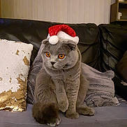 Pop-Corn a rejoint le concours — aidez-le/la à gagner de superbes lots ! blanket, cat, couch, cozy, cute, domestic_animal, feline, festive, fur, gray_cat, holiday, home, indoor, orange_eyes, pet, pillow, relaxed, santa_hat, sitting, whiskers