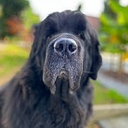 Manny participe au concours pour gagner de l'argent avec cette photo : dog, black_dog, close_up, nose, outdoor, blurred_background, pet, canine, animal, fur, snout, portrait, nature, greenery, daylight, muzzle, friendly, large_dog, blur, focus