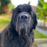 dog, black_dog, close_up, nose, outdoor, blurred_background, pet, canine, animal, fur, snout, portrait, nature, greenery, daylight, muzzle, friendly, large_dog, blur, focus