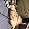 kitten, cat, sleeping, relaxed, stretching, spotted_fur, sunlight, couch, indoor, pet, feline, whiskers, paw, fur, nap, cozy, domestic_animal, resting, cute, animal