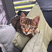 Mocchi a rejoint le concours — aidez-le/la à gagner de superbes lots ! kitten, cat, tabby, pet, animal, cushion, pillow, sofa, indoor, window, blinds, fur, whiskers, curious, young, cute, cozy, relaxing, domestic, closeup