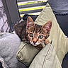 kitten, cat, tabby, pet, animal, cushion, pillow, sofa, indoor, window, blinds, fur, whiskers, curious, young, cute, cozy, relaxing, domestic, closeup
