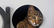 Mocchi participe au concours pour gagner de l'argent avec cette photo : cat, kitten, tabby, paw, door, circular_hole, curious, pet, animal, indoor, white, feline, closeup, playful, face, ears, whiskers, cute, looking, young