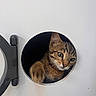 cat, kitten, tabby, paw, door, circular_hole, curious, pet, animal, indoor, white, feline, closeup, playful, face, ears, whiskers, cute, looking, young