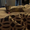 kitten, cat, feline, spotted_coat, tabby, lying_down, bed, blanket, bedroom, indoor, home, portrait, animal, pet, ears, whiskers, eyes, relaxed, patterned_fabric, fan