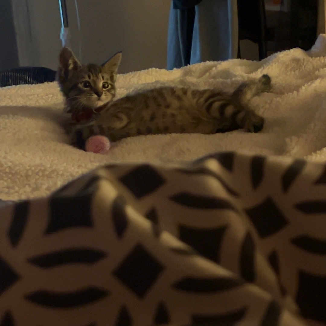 Simba