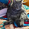 Luffy is registered to the contest to win money with this photo: animal, blanket, cat, cozy, cute, domestic, ears, feline, fur, gray_cat, home, indoor, patterned_blanket, pet, pillow, relaxed, resting, sitting, tabby, whiskers