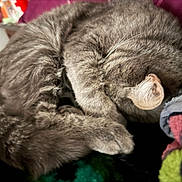 Luffy joined the competition — help win amazing prizes! animal, blanket, cat, closeup, cozy, curled_up, cute, ear, fabric, fur, gray_cat, indoor, paw, pet, relaxed, resting, sleeping, soft, tabby, whiskers