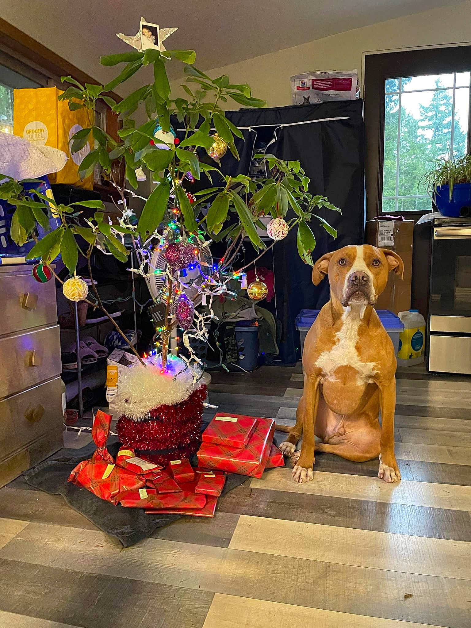 Dog joined the competition — help win amazing prizes! art, artificial_flower, companion_dog, dog, event, fawn, flooring, flower, flower_arranging, flowerpot, houseplant, interior_design, living_room, plant, purple, room, television, tree, vase, wood