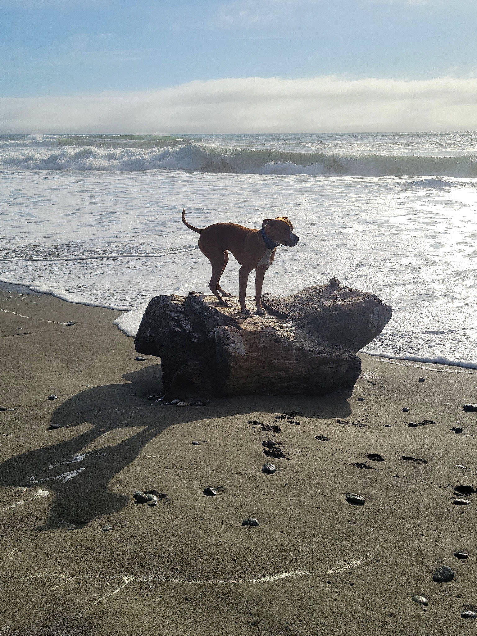 Dog is registered to the contest to win money with this photo: beach, canidae, carnivore, cloud, coastal_and_oceanic_landforms, dog, dog_breed, fawn, horizon, mammal, sand, shore, sky, sporting_group, tail, vertebrate, water, wildlife, wind_wave, wood
