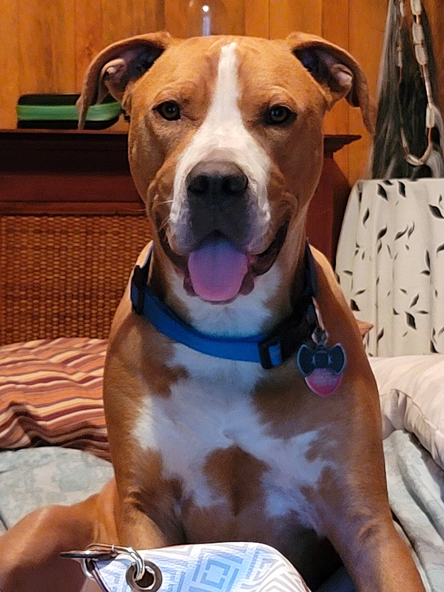 Dog joined the competition — help win amazing prizes! blue, canidae, carnivore, collar, companion_dog, dog, dog_breed, dog_collar, dog_supply, fawn, fur, leash, liver, non_sporting_group, pet_supply, snout, sporting_group, whiskers, working_animal, working_dog