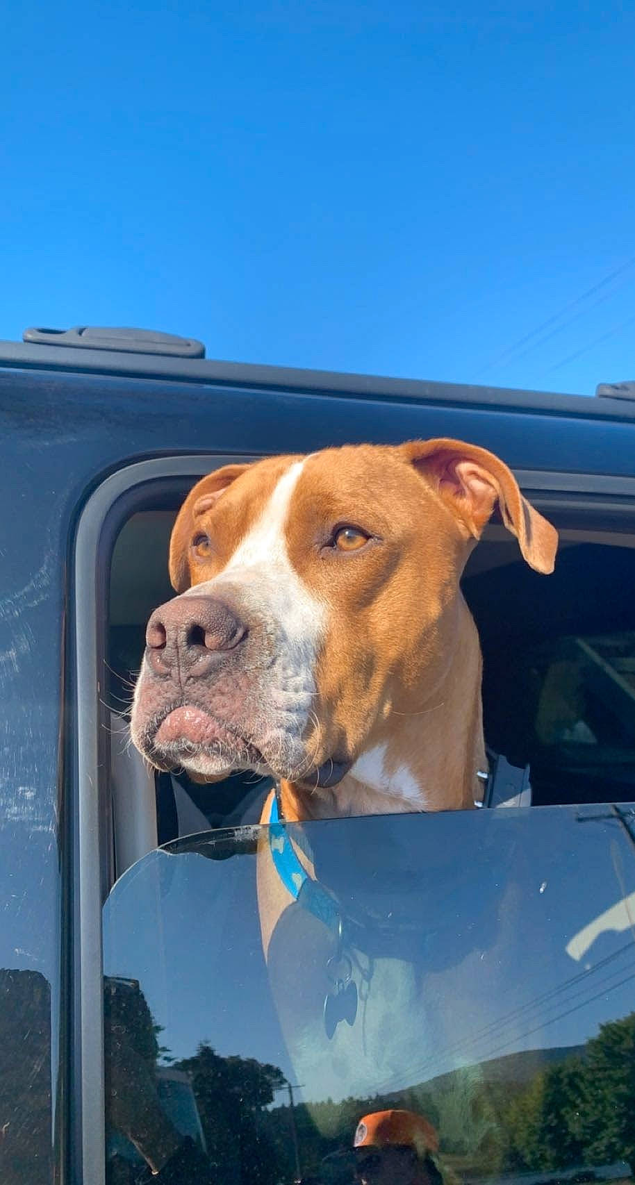 Dog is registered to the contest to win money with this photo: automotive_lighting, carnivore, collar, companion_dog, dog, dog_breed, dog_collar, dog_supply, fawn, hood, leash, mammal, pet_supply, sky, snout, sporting_group, vehicle_door, vertebrate, whiskers, working_animal